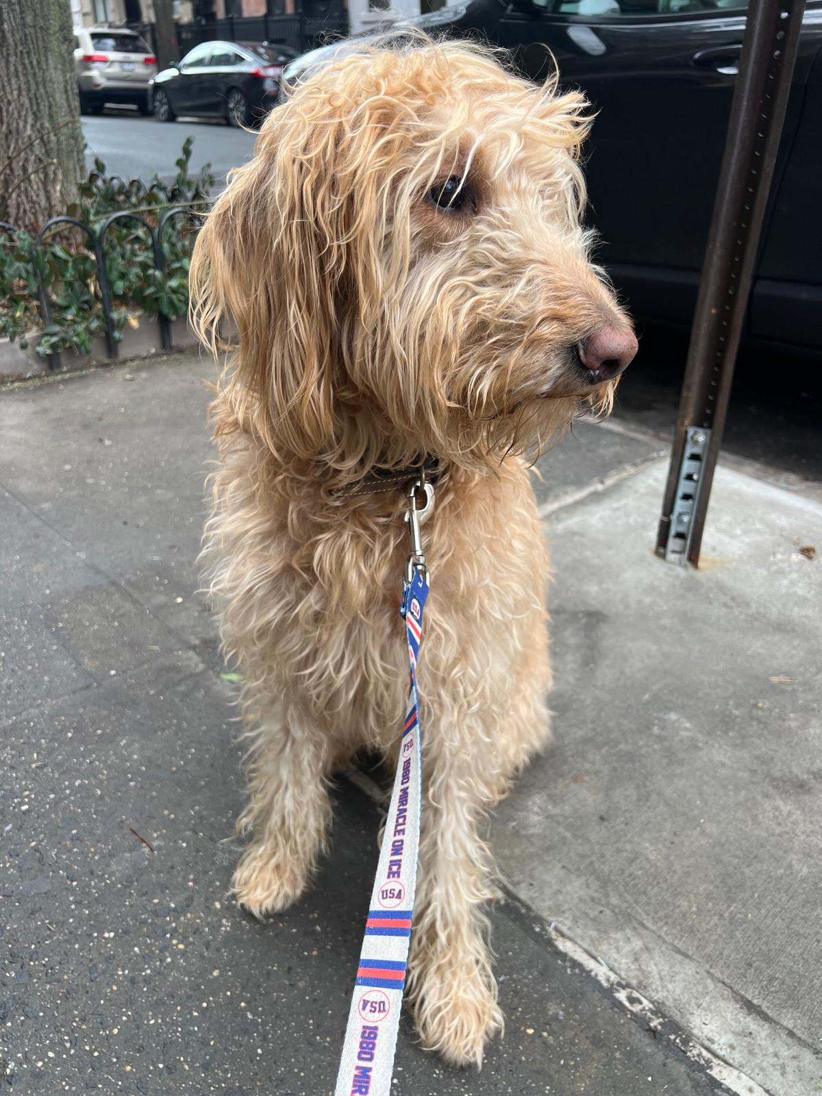Tom, Henry's dog.